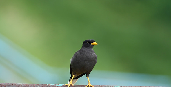 Common Mynah (Acridotheres tristis) Close-Up
