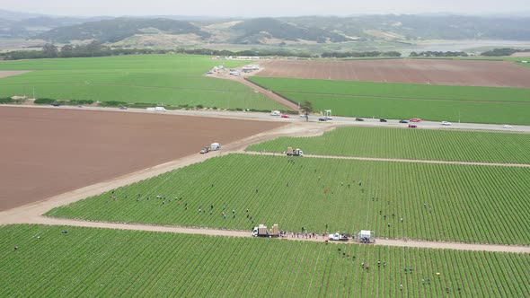 Aerial Panoramic View of People on Strawberry Picking Farm in California, USA. 