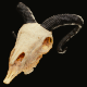 Sheep Skull - 3DOcean Item for Sale