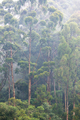 Mist Shrouded Forest - PhotoDune Item for Sale
