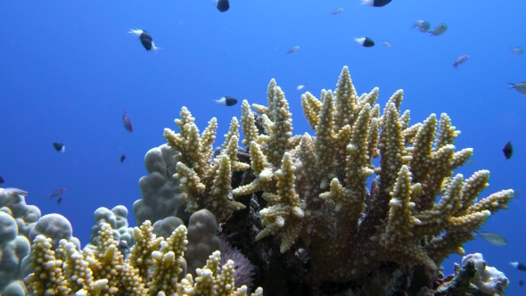 Staghorn Coral, Acropora Pulchra, with Tropical Fish Underwater in the Red Sea