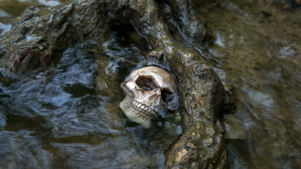 Skull on the Seashore, the River Is Washed By Waves