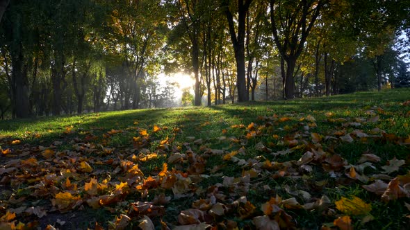 Autumn Park. Sun Hanging Low, Elevating Above the Ground Covered with Green Grass and Yellow Fallen