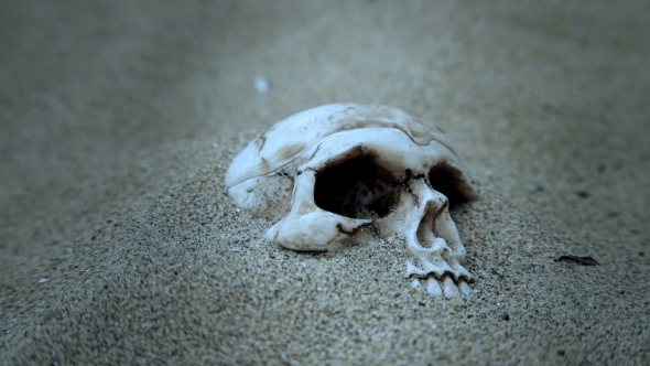 Human Skull Partially Covered with Sand