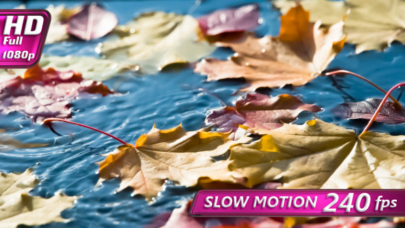 Falling Leaves In Clean Water alt