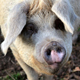 Pig 1