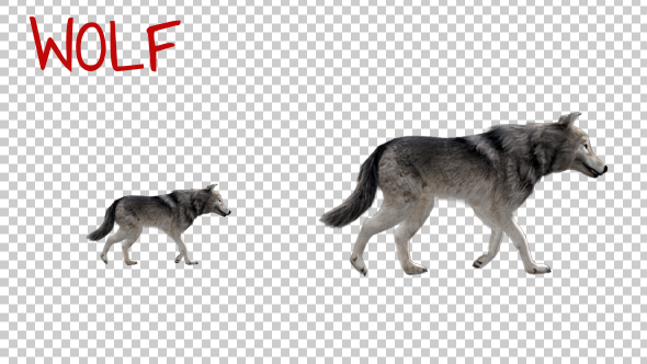 Realistic 3D Wolf Walk Animation - 2 alt