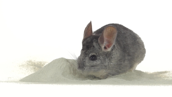 Gray Chinchilla Is Bathed in Zeolite Sand for Cleansing Fur