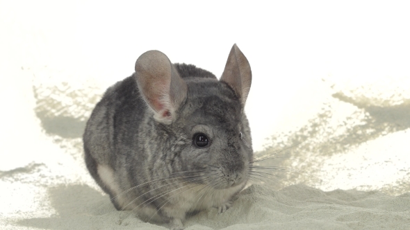 Gray Chinchilla Is Bathed in Sand for Cleansing Fur.