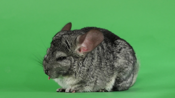 Gray Chinchilla Licking His Muzzle and Falling Asleep. Green Screen