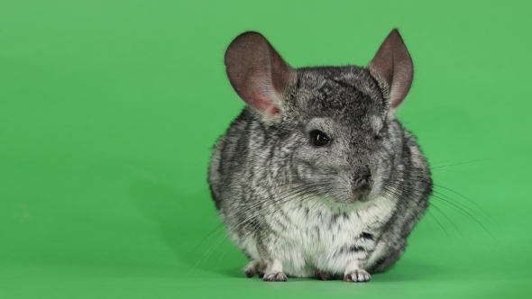 of Chinchilla Licking Muzzle and Falling Asleep. Green Screen