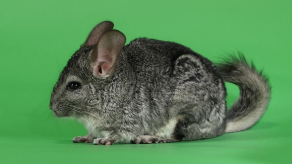 Gray Chinchilla Washed and Licked Sideways To Camera. Green Screen