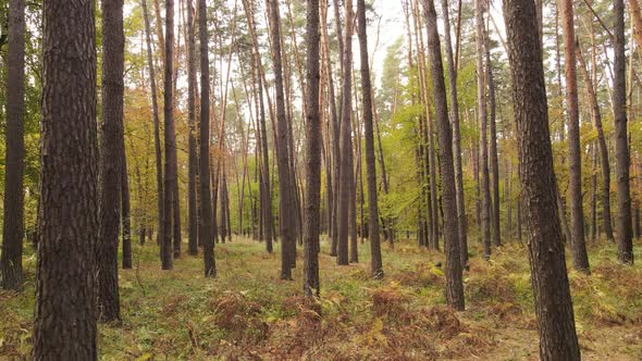 Forest Beautiful Landscape in an Autumn Day