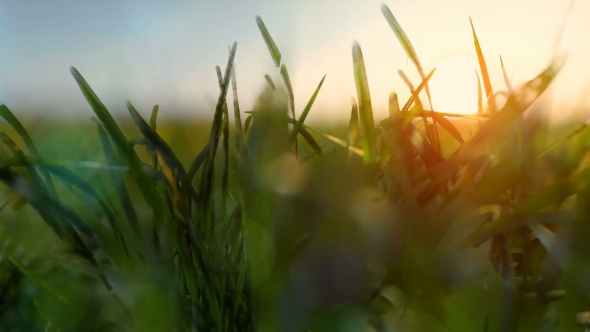 Blurred Wind Green Grass Background