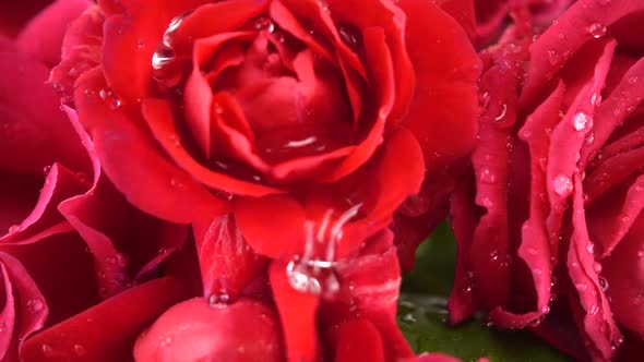 Falling drops of water on the buds of red roses.