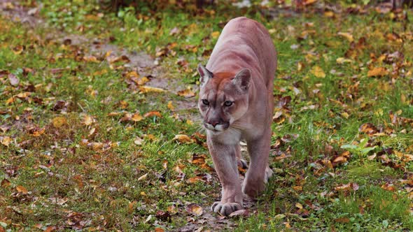 Beautiful Puma in Autumn Forest