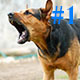 Dog Barking 1