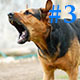 Dog Barking #3