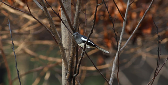 Oriental Magpie Robin On A Tree Branch