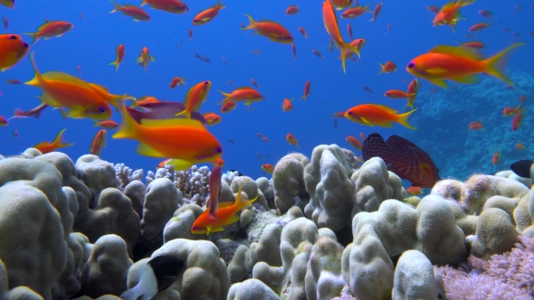 Colorful Fish on Coral Reef, Red Sea