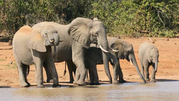 African Elephants Drinking At A Waterhole