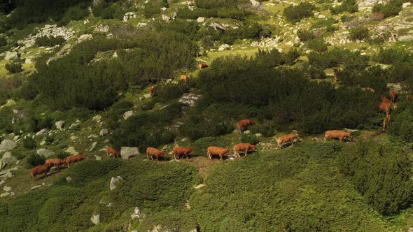 A Herd Of Cows Climb The Mountain 