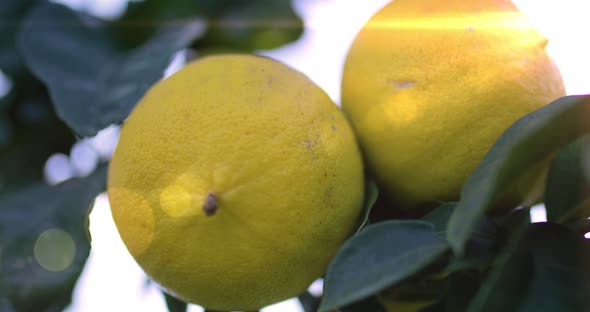 Bergamot Fruit Tree in Italy