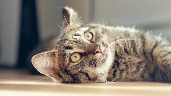 Close Up of Cat Portrait with Tabby Grey Fur and Green Big Eyes