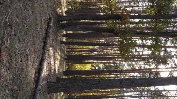 Vertical Video of the Forest on an Autumn Day Slow Motion