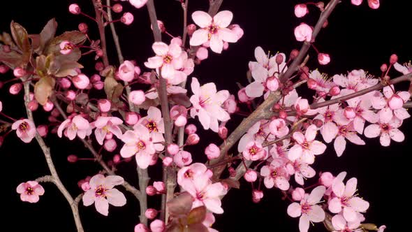 Pink Flowers Blossoms on the Branches Cherry Tree