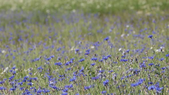 Blooming Cornflowers, Centaurea Cyanus