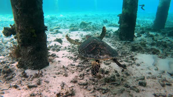 Following a Huge Turtle Underwater in Maldives