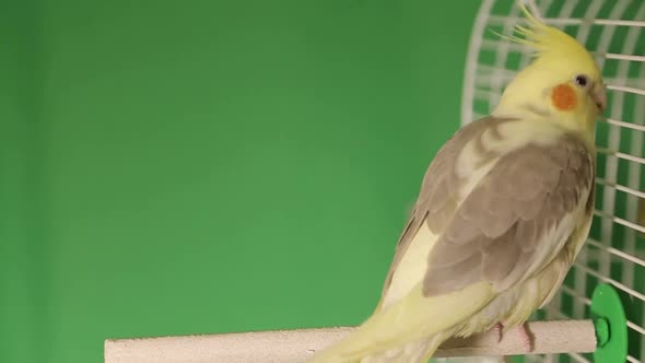 Flock of Tropical Parrots (Macaws) on a Green Background for Compositing Onto your Footage