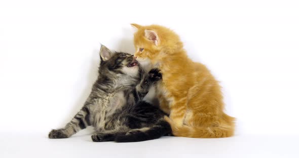 Brown Blotched Tabby and Cream Blotched Tabby Maine Coon Domestic Cat, Kitten playing