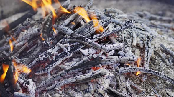 beautiful campfire in the summer forest