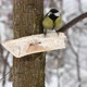 Great tit bird - VideoHive Item for Sale