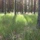 Trunks of Pines, Forest on a Summer Day - VideoHive Item for Sale