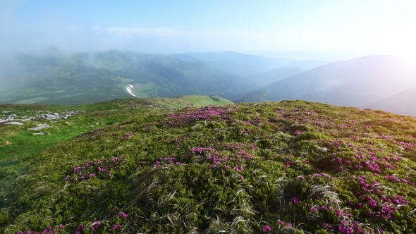 Magic Pink Rhododendron Flowers on Summer Mountain. Carpathian, Ukraine.