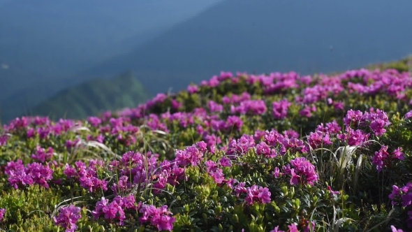 Magic Pink Rhododendron Flowers on Summer Mountain. Carpathian, Ukraine.