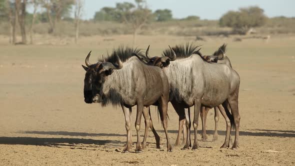 Blue Wildebeest In Dust - Kalahari Desert