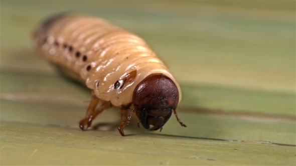 Large Insect Larva Moves Paws