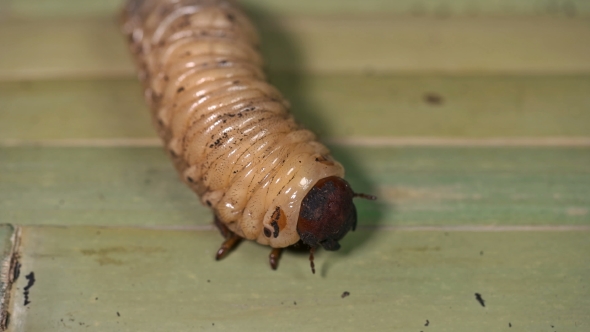 Large Insect Larva Moves Paws