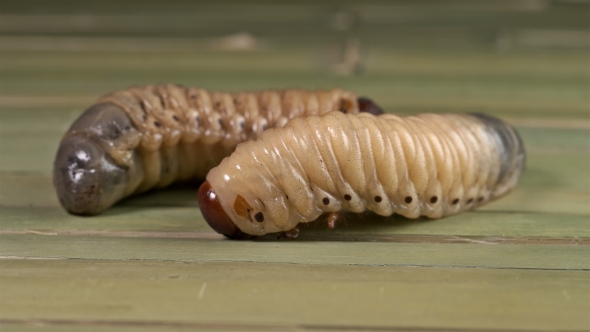 Large Insect Larva Moves Paws