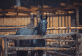 Black horses stay on farm in the pen - PhotoDune Item for Sale