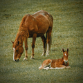 A mother horse and a foal relaxing in a grass - PhotoDune Item for Sale