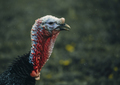 Wild Turkey, closeup portrait - PhotoDune Item for Sale