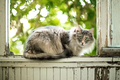 Gray Cat sitting on a balcony with summer sunlight - PhotoDune Item for Sale