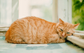 Ginger cat sleeping on a sunny day time on a balcony - PhotoDune Item for Sale