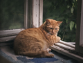 Ginger cat relaxing on a balcony - PhotoDune Item for Sale