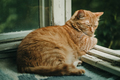 Ginger cat relaxing on a balcony - PhotoDune Item for Sale